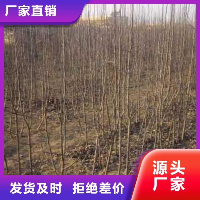 杜梨,奥红全红梨树苗实力见证