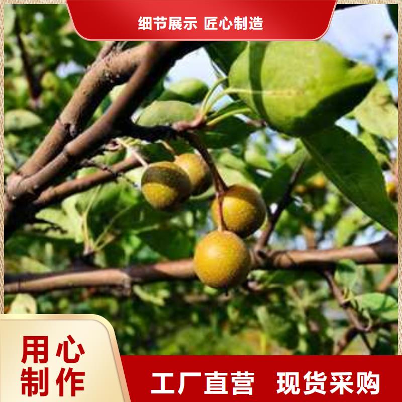 杜梨梨树苗基地的简单介绍