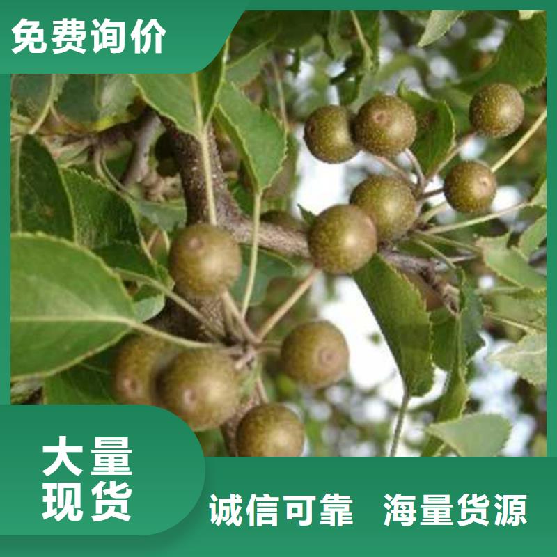 杜梨桃树苗服务周到