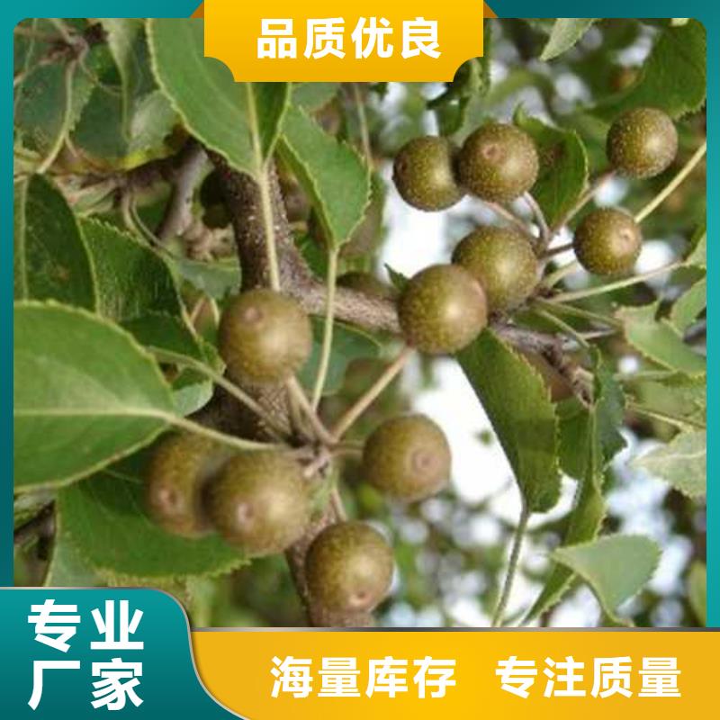 杜梨红香酥梨树苗真正让利给买家