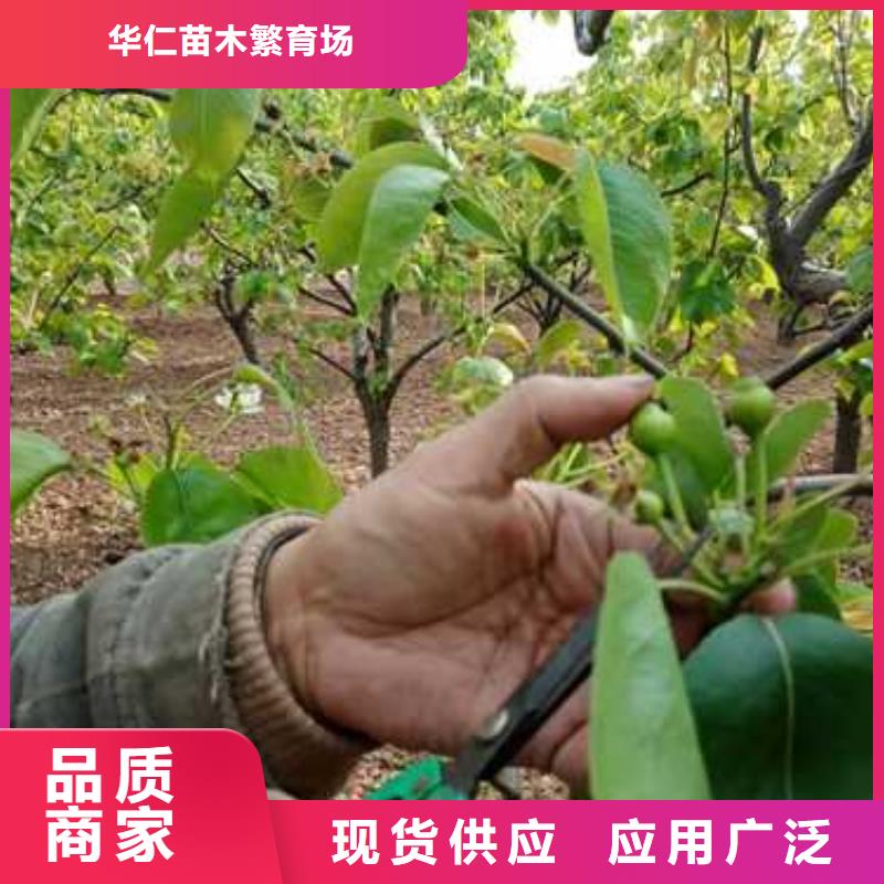 【杜梨】香酥梨树苗质量不佳尽管来找我