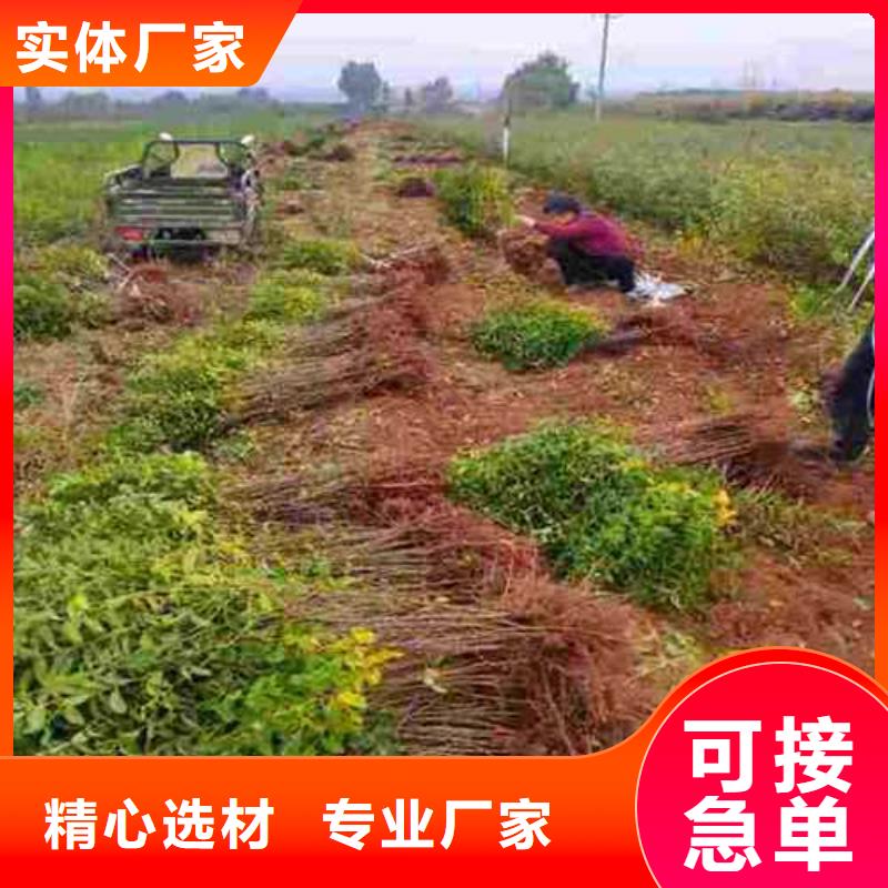 【杜梨_山桃苗优选货源】