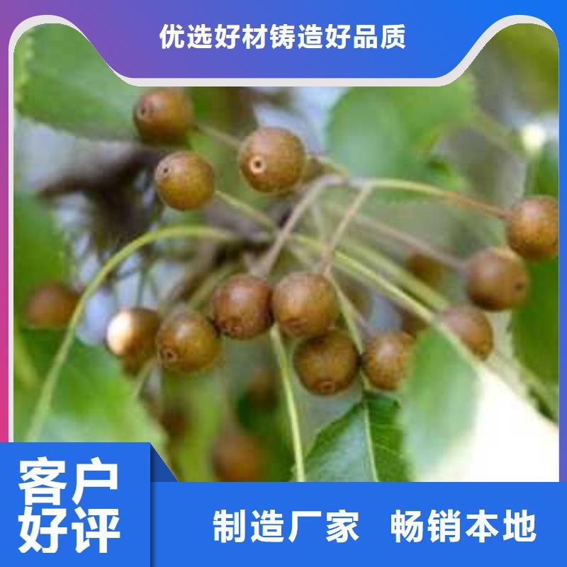 杜梨【梨树苗基地】的图文介绍