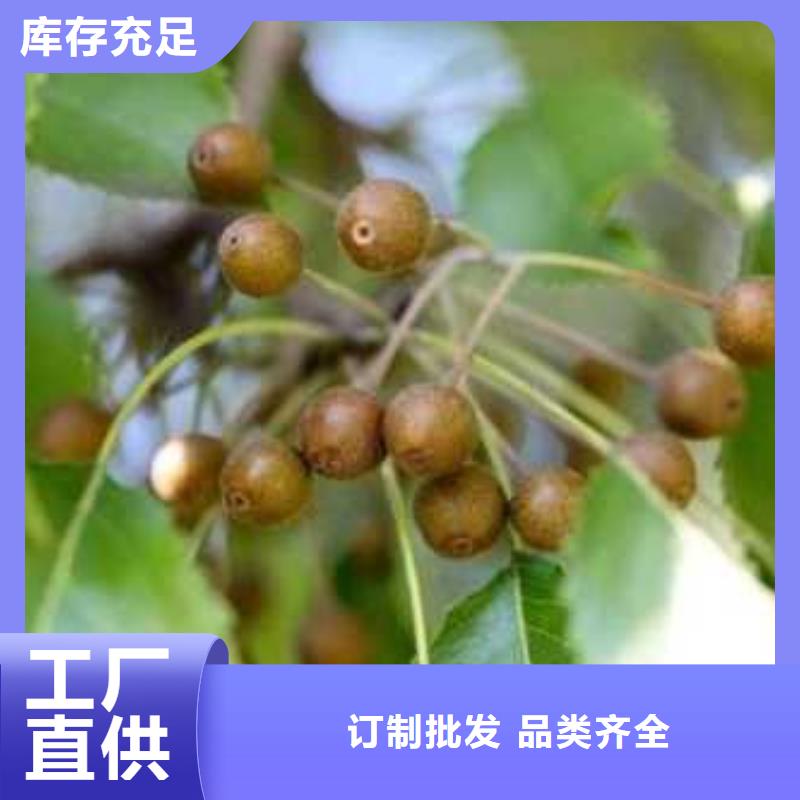 杜梨【梨树苗基地】的图文介绍