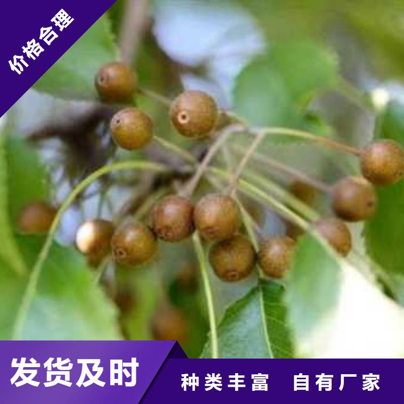 【杜梨瑞蟠101桃树苗多年经验值得信赖】