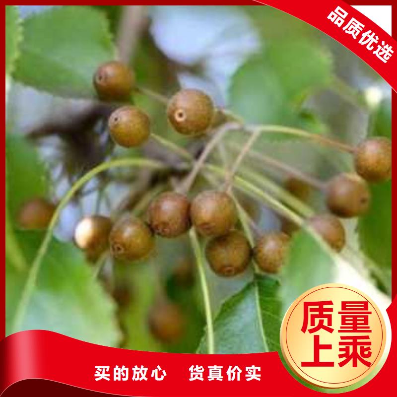 杜梨山桃苗按需设计