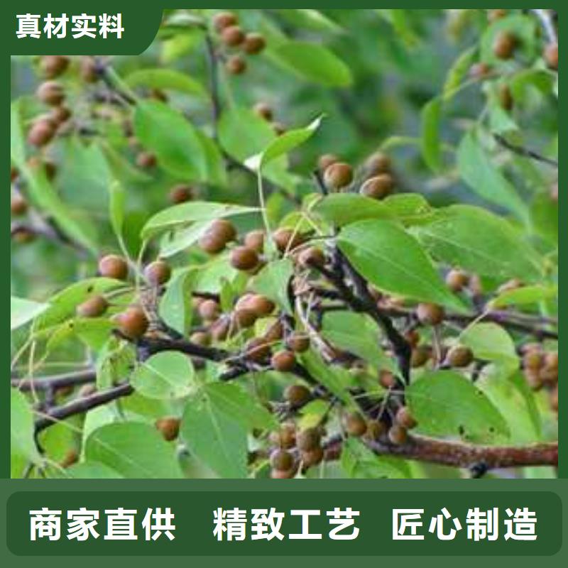杜梨山桃苗实力厂家直销