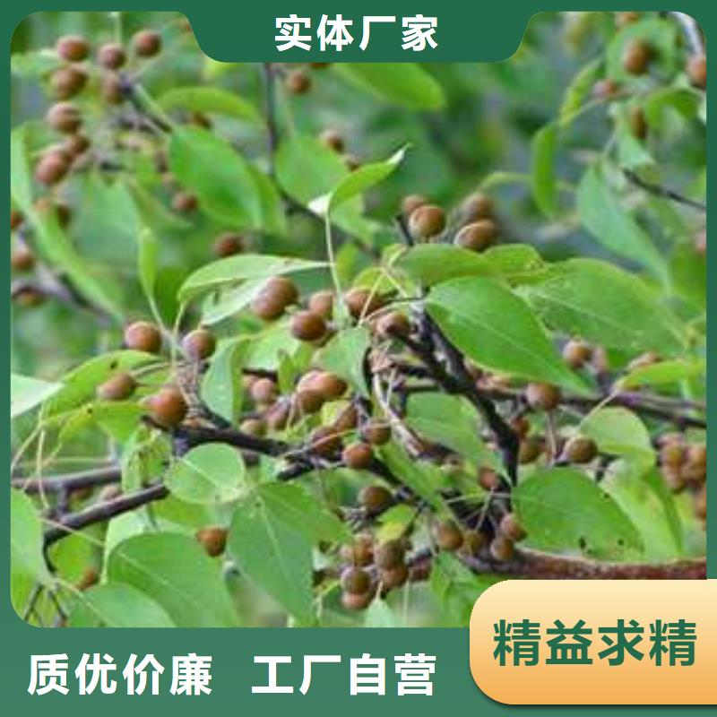 杜梨红香酥梨树苗厂家直销直供