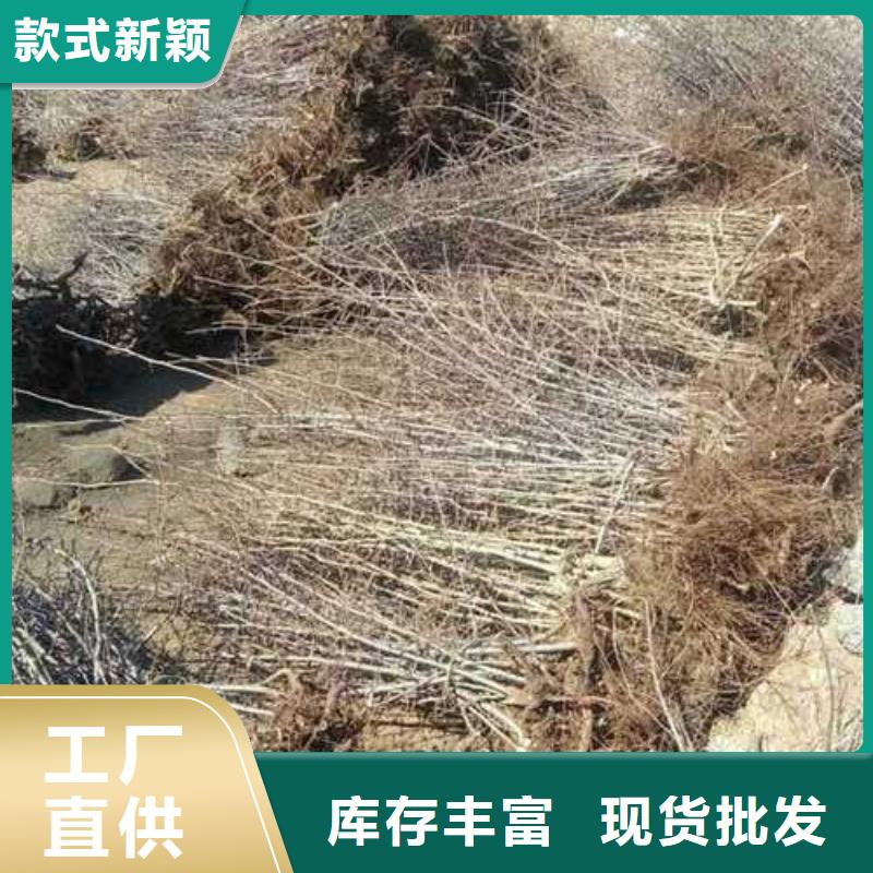杜梨红香酥梨树苗每个细节都严格把关