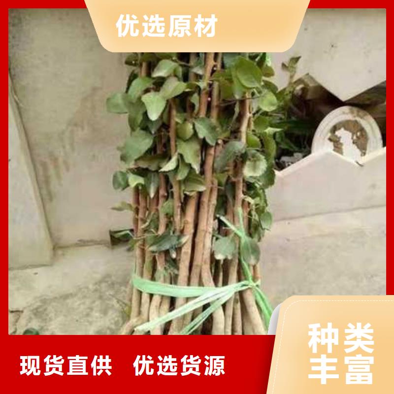 【杜梨杜梨苗诚信经营】
