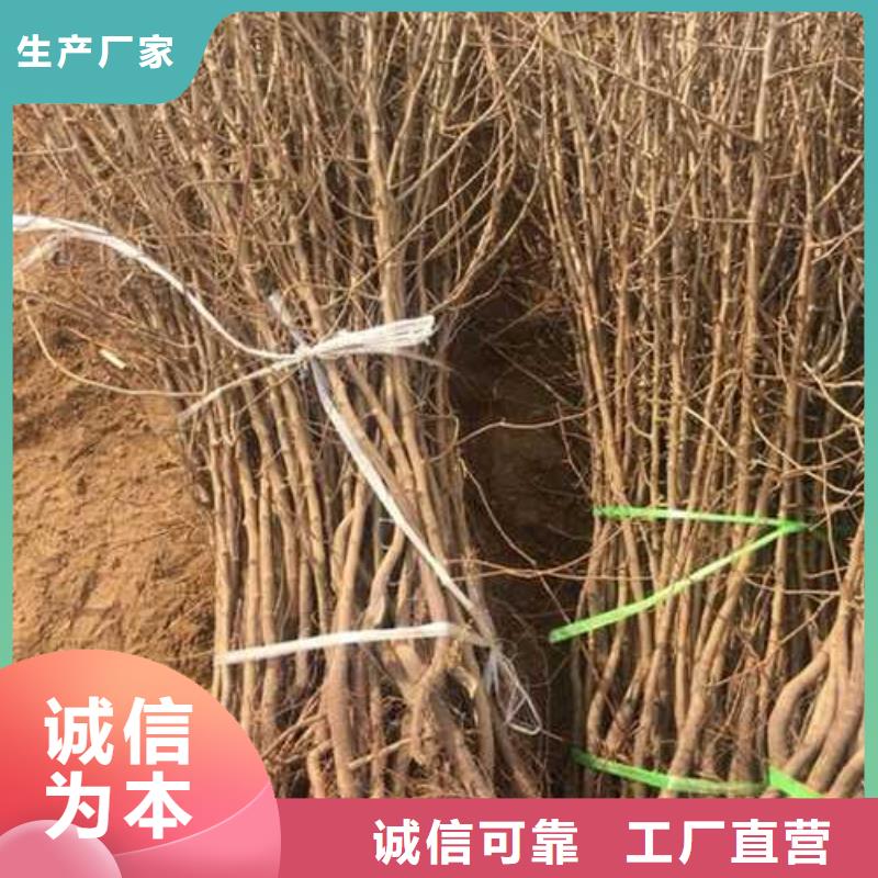 杜梨_梨树苗基地现货批发