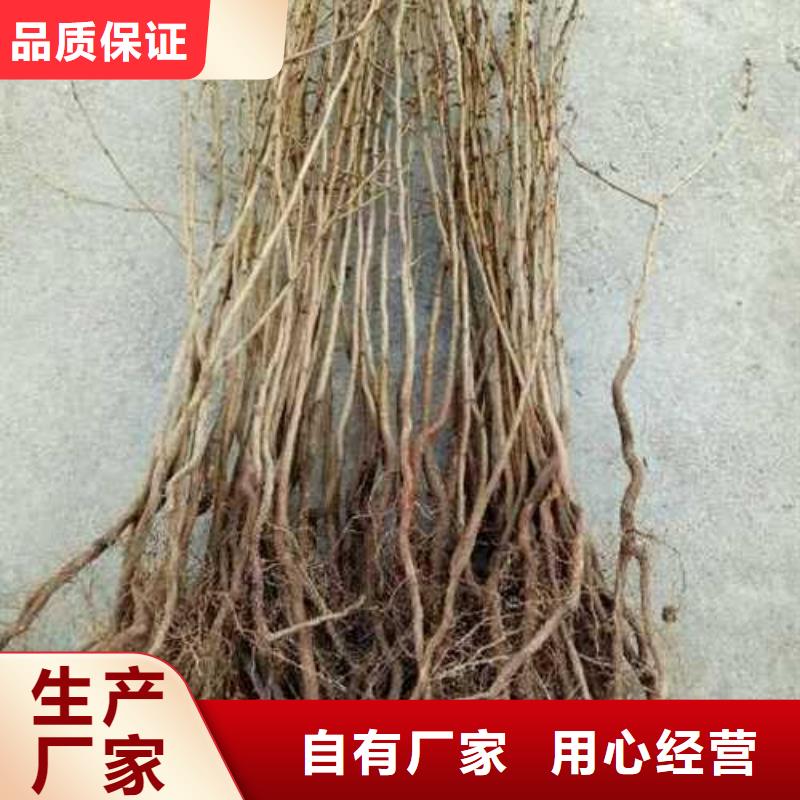 杜梨北京十四号桃树苗支持定制贴心售后