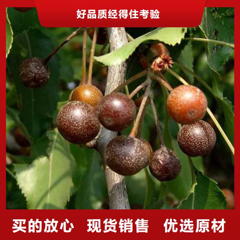【杜梨海棠苗源头采购】