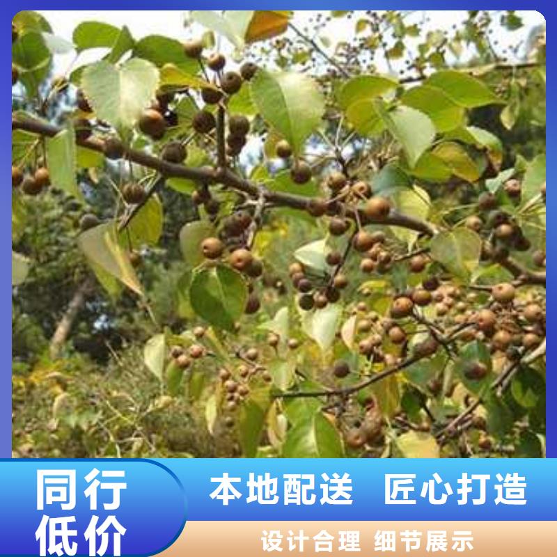 杜梨-梨树苗基地种类丰富