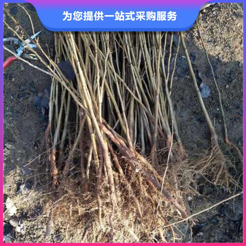 杜梨北京十四号桃树苗实力商家