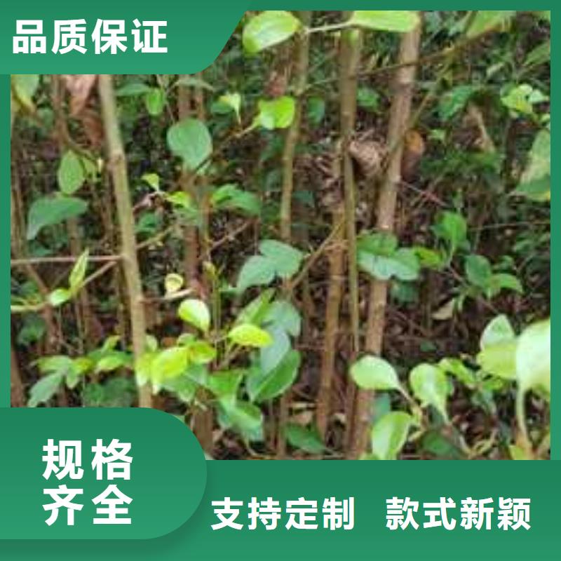 【杜梨】-海棠苗定制不额外收费