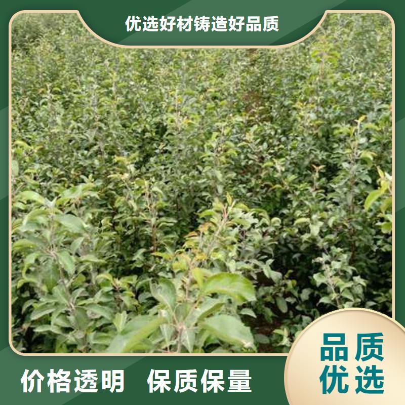 杜梨_梨树苗基地厂家货源稳定