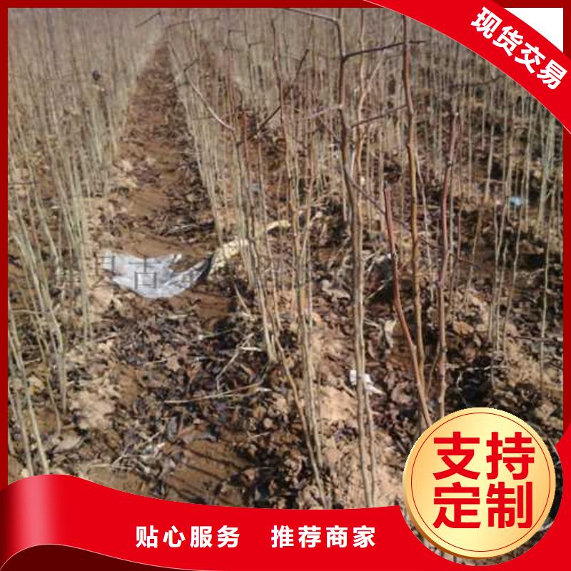杜梨瑞蟠101桃树苗安装简单
