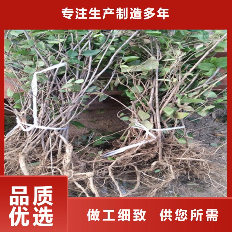 杈杷果_樱桃苗种类丰富