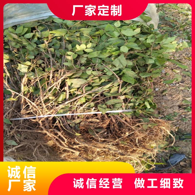 杈杷果,北美冬青严格把关质量放心
