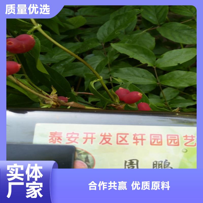 杈杷果西瓜番石榴苗质量上乘
