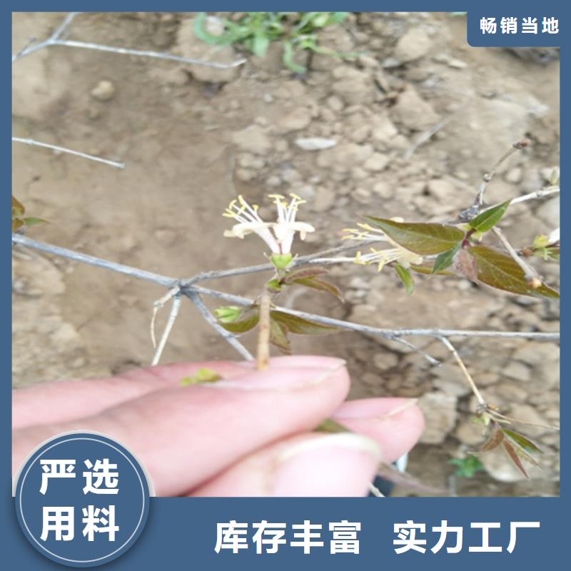 杈杷果_樱桃苗质量安心