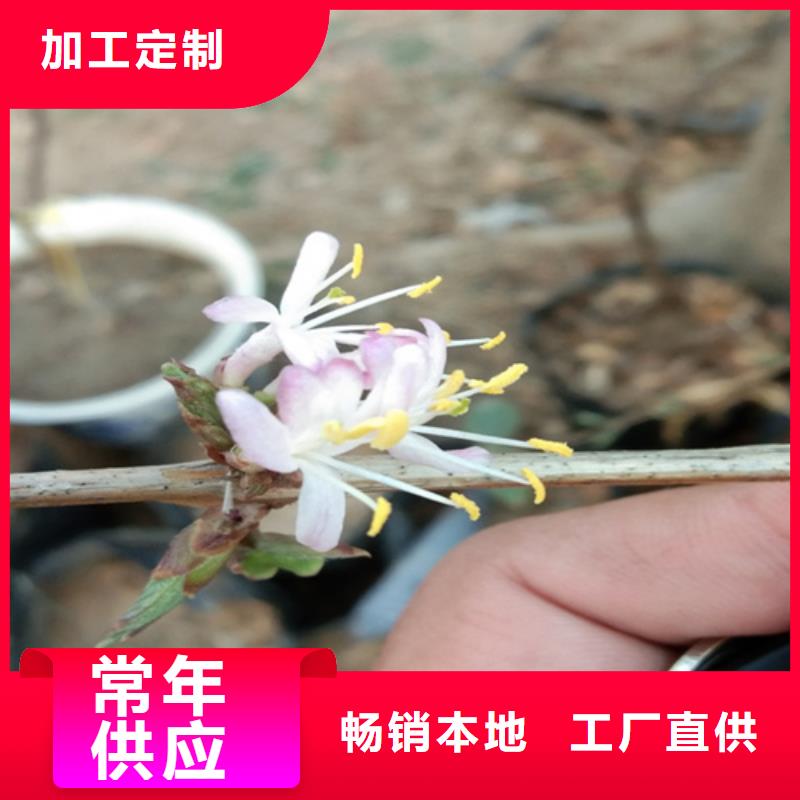 杈杷果-无花果苗现货满足大量采购