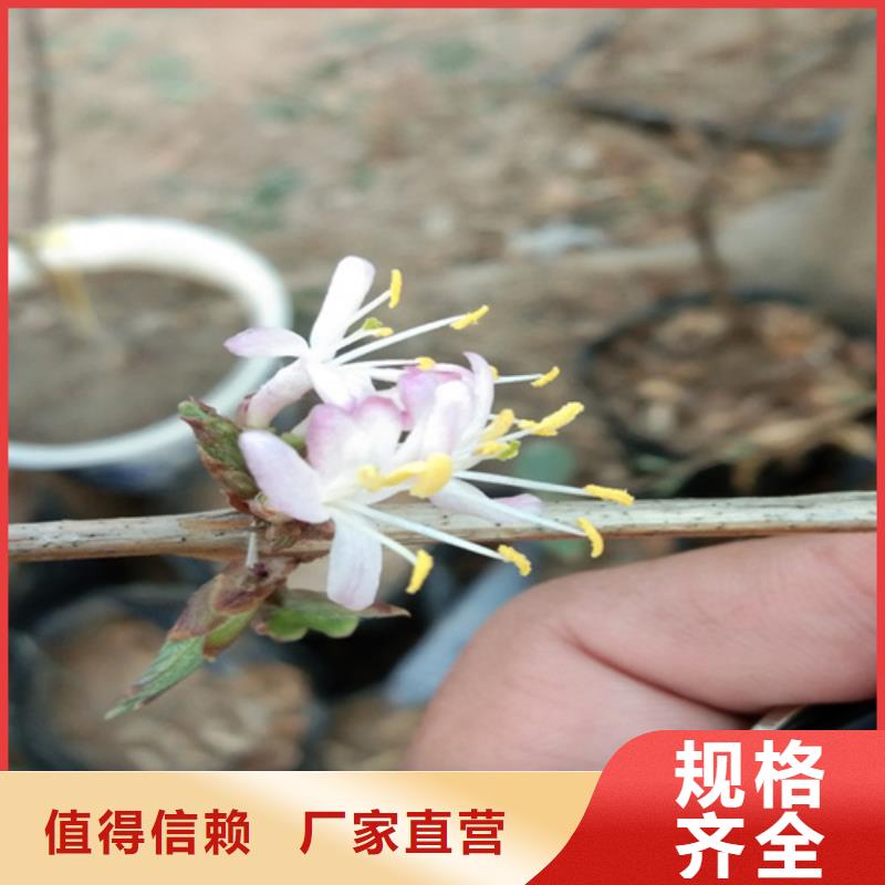 杈杷果石榴树源头厂源头货