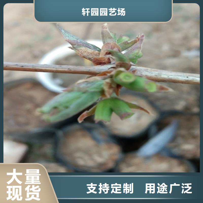 杈杷果苹果苗厂家现货批发