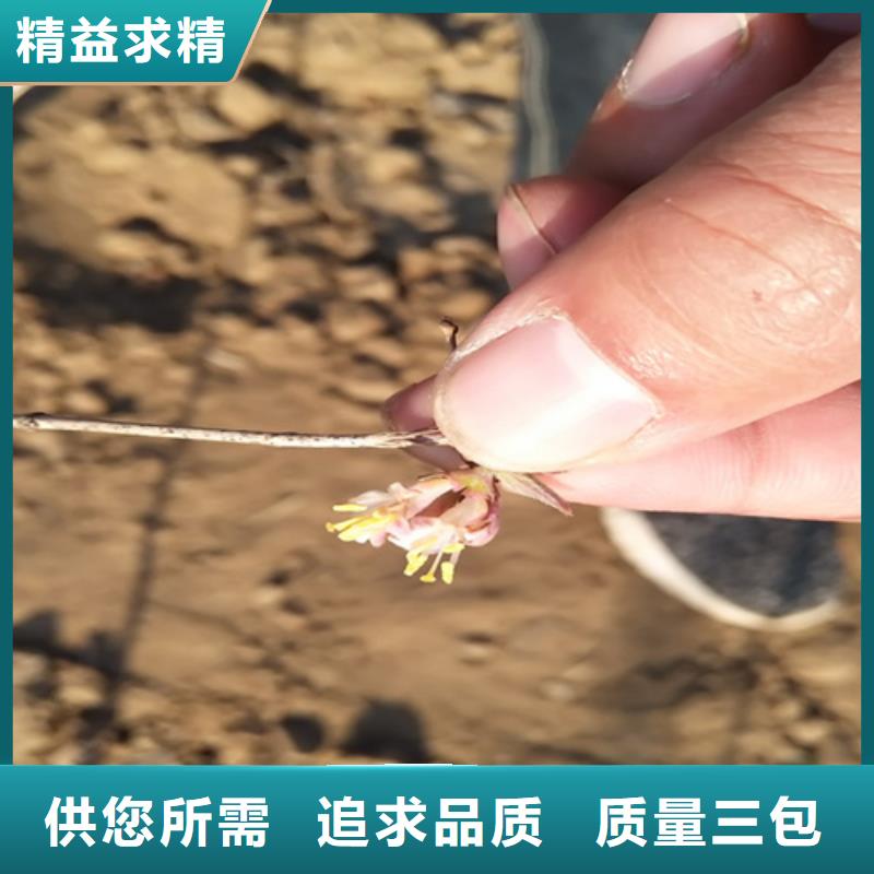 杈杷果,北美冬青严格把关质量放心