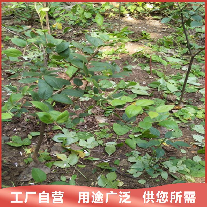 杈杷果石榴树源头厂源头货