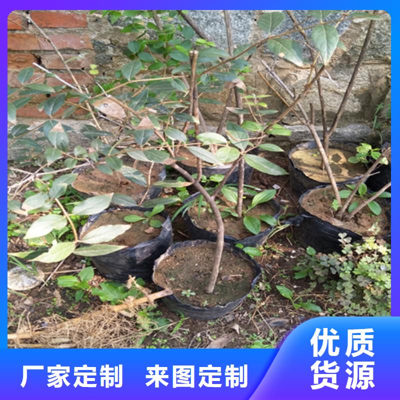 杈杷果猕猴桃苗严选用料