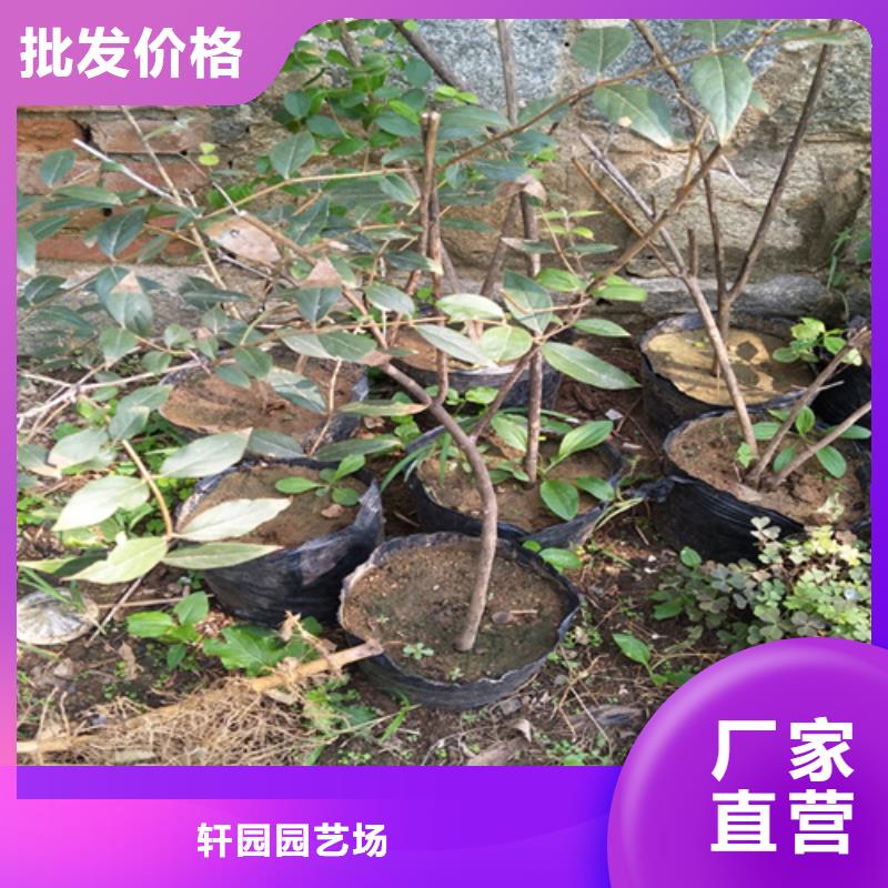 杈杷果桃树苗当地货源