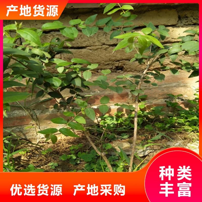 杈杷果西瓜番石榴苗精选厂家好货