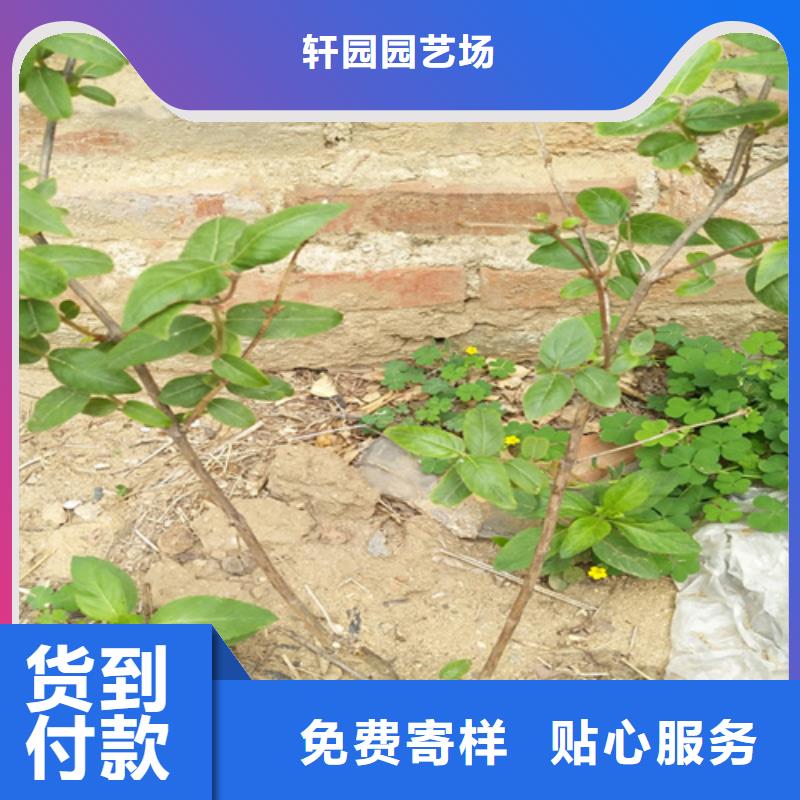 杈杷果苹果苗真材实料诚信经营