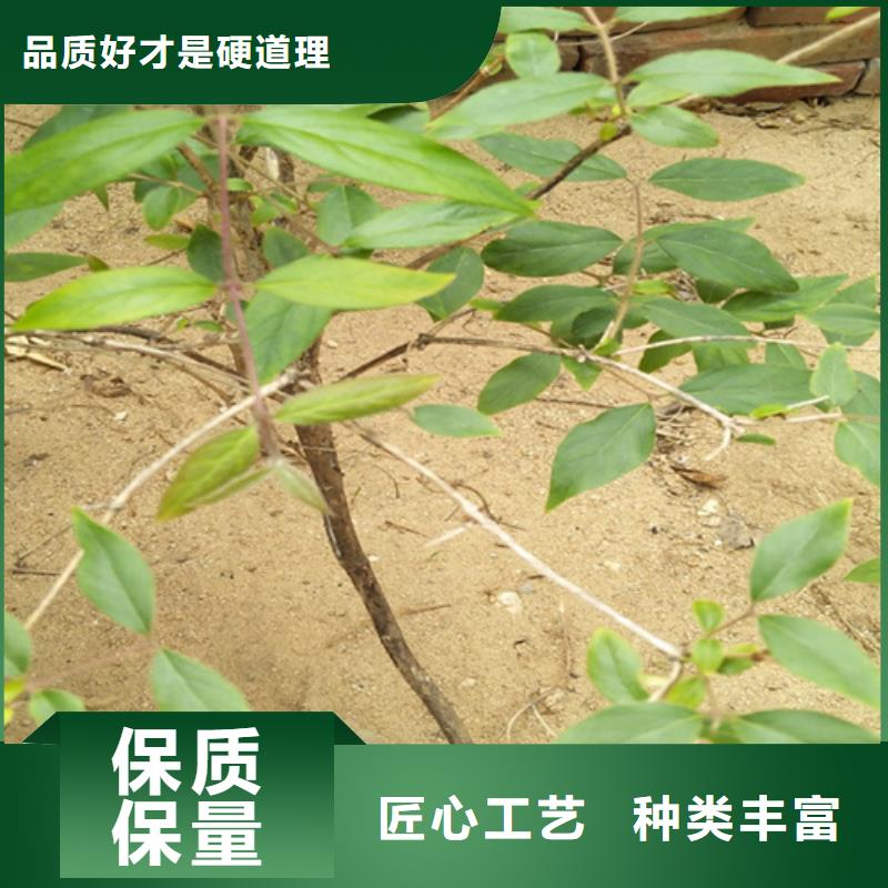 杈杷果桃树苗做工精细