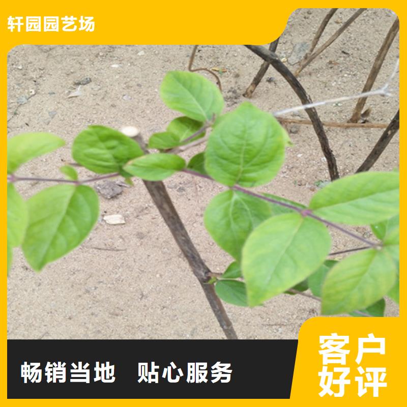 杈杷果石榴树源头厂源头货
