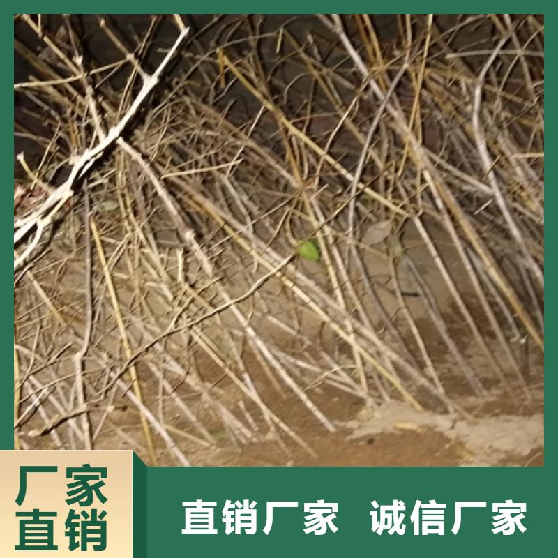 杈杷果猕猴桃苗严选用料
