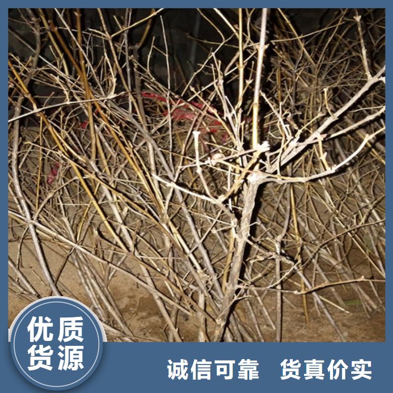 杈杷果樱桃苗材质实在