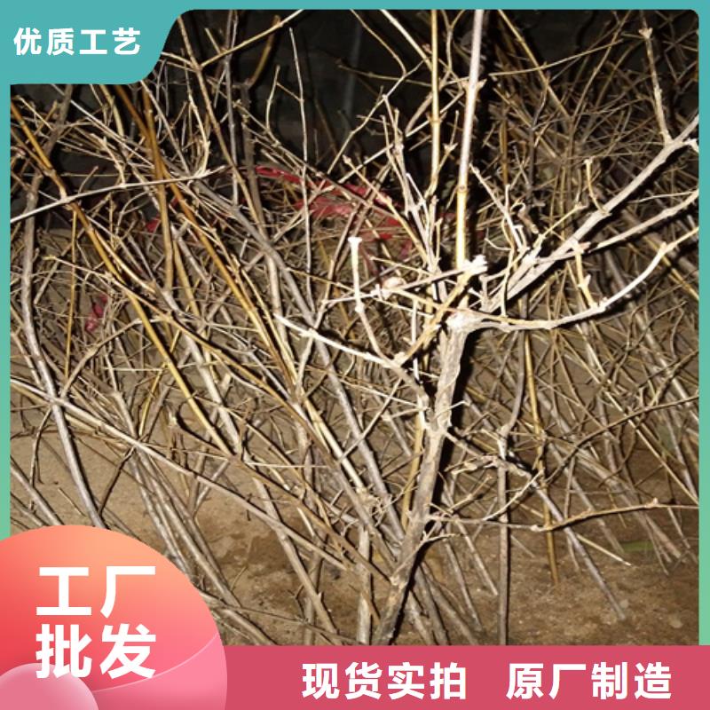 杈杷果花椒苗严格把控每一处细节