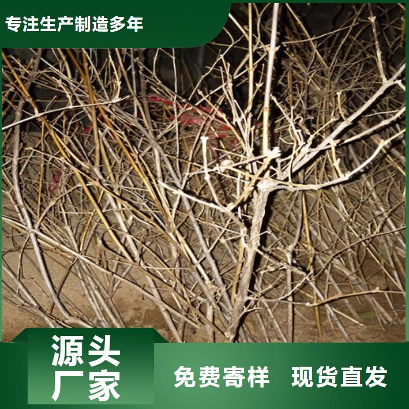 杈杷果花椒苗严格把控每一处细节