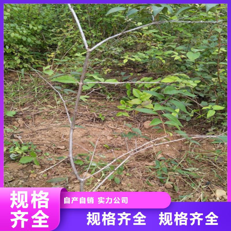 杈杷果樱桃苗材质实在
