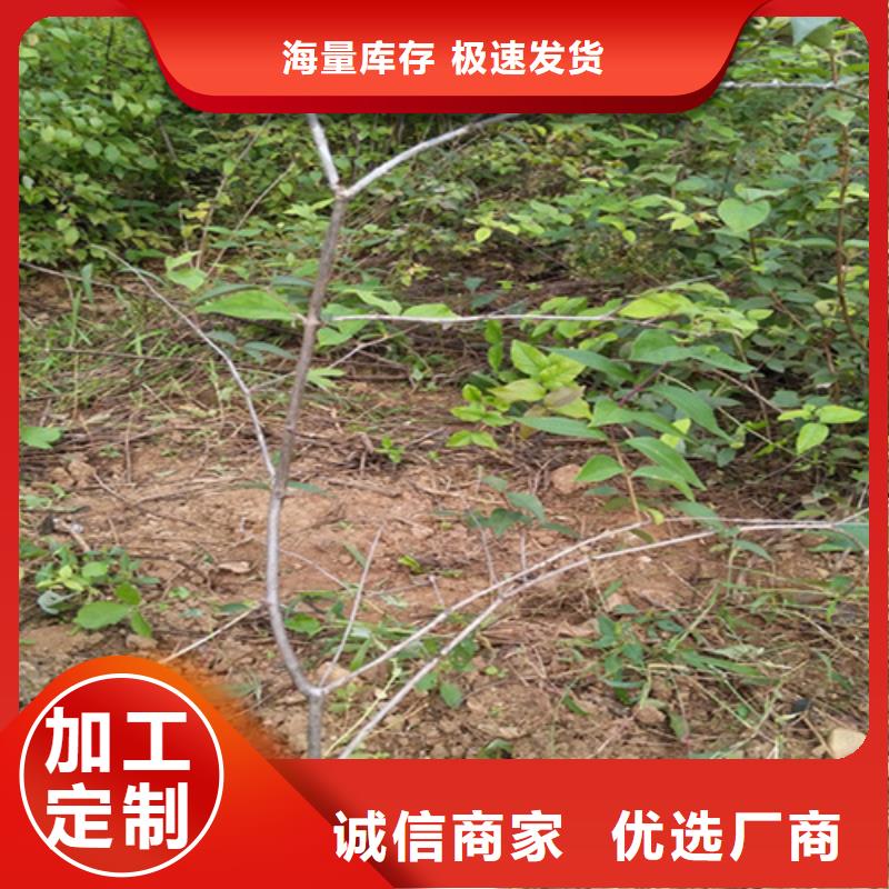 杈杷果苹果苗的简单介绍