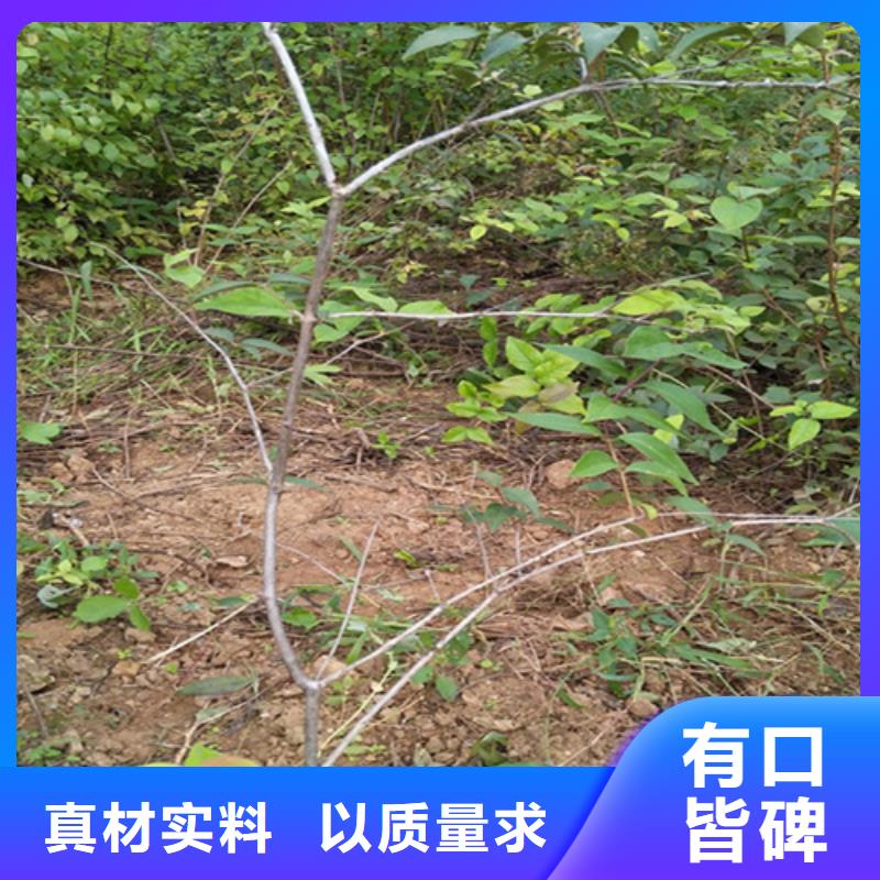 杈杷果苹果苗厂家现货批发