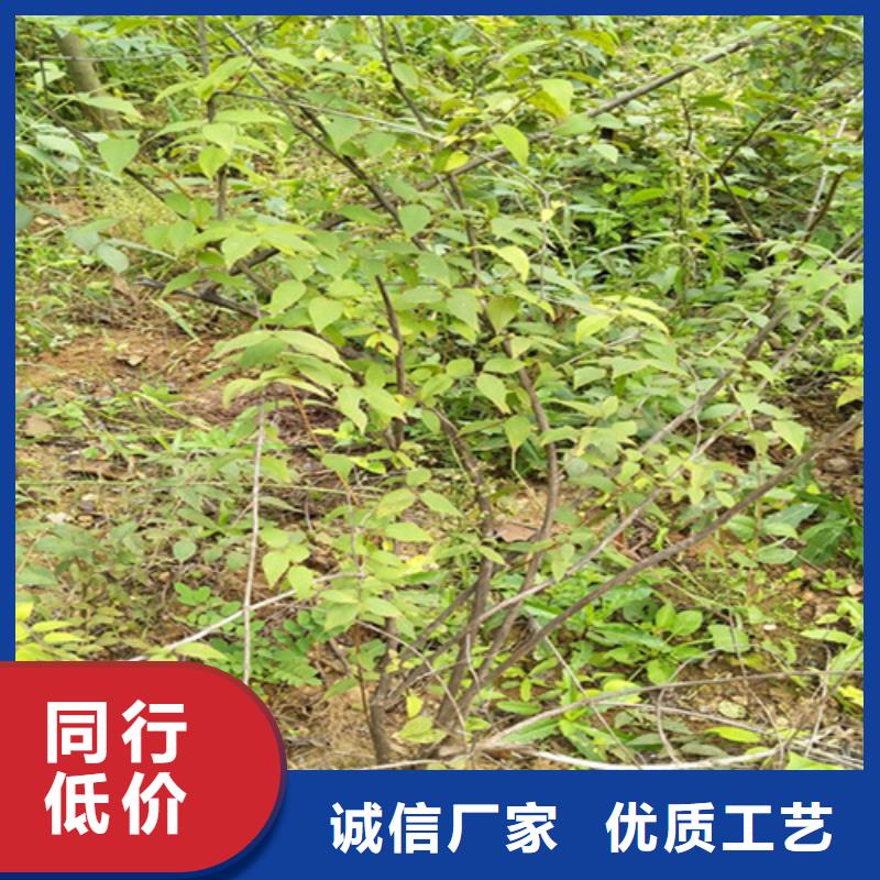 杈杷果西瓜番石榴苗精选厂家好货
