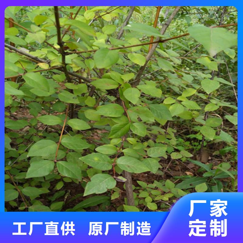 杈杷果玛瑙红石榴苗自有厂家