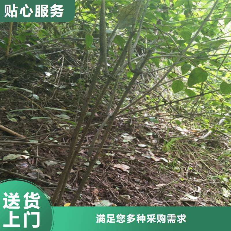 杈杷果石榴树源头厂源头货