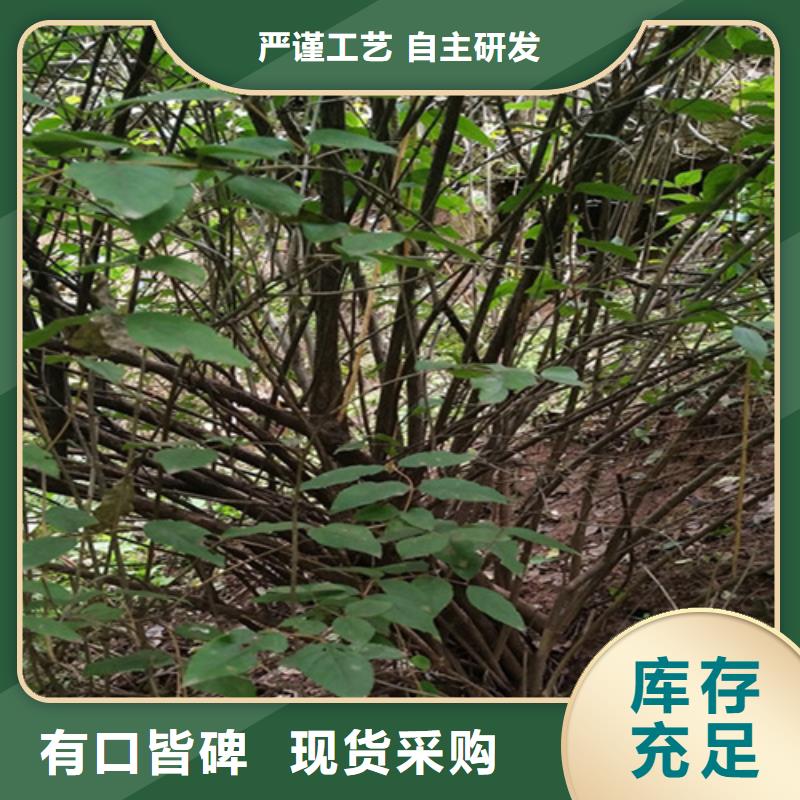 杈杷果花椒苗严格把控每一处细节