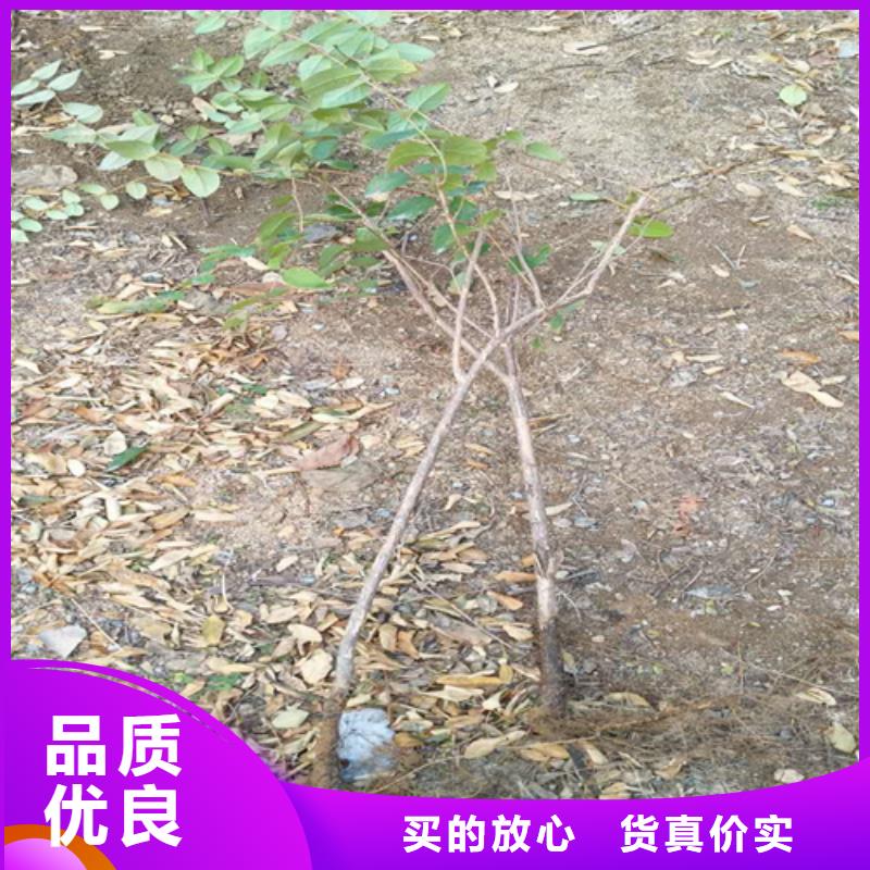 杈杷果【【猕猴桃苗】】多年行业经验