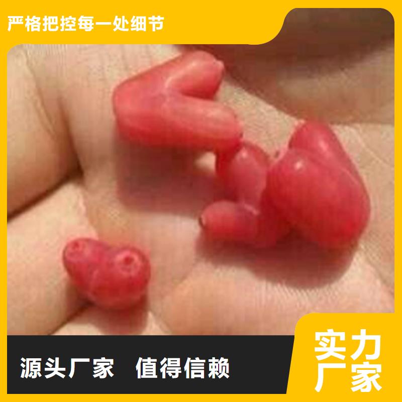 杈杷果苹果苗厂家现货批发